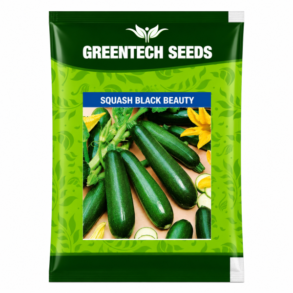 Squash Black Beauty