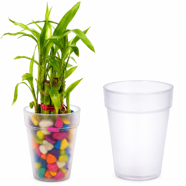 Lucky Bamboo Pot